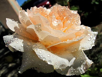 Drops, Macro, Rose Flower, Rose, Bud, Freshness, Tenderness HD wallpaper