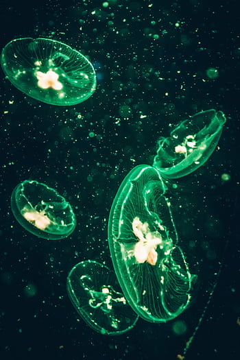 Vibrant green jellyfish illuminating the dark underwater environment with bioluminescence. HD phone wallpaper