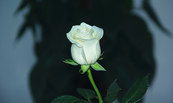 White rose, bud, flower, portrait HD wallpaper