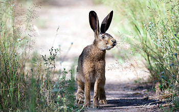 Animals, Grass, Stroll, Hare, Jogging, Jog HD wallpaper