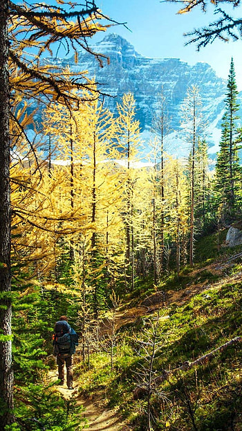 Forest, Golden Trees HD phone wallpaper