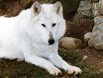 Sage the White Wolf, white wolves, leader wolves, animals, nature, rocks HD wallpaper