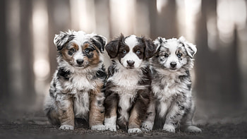 Three Brown Black White Australian Shepherd Dog Puppies In Blur Background Dog HD wallpaper