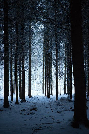 Winter, Nature, Trees, Snow, Forest, Snow Covered, Snowbound, Hike, Campaign HD phone wallpaper