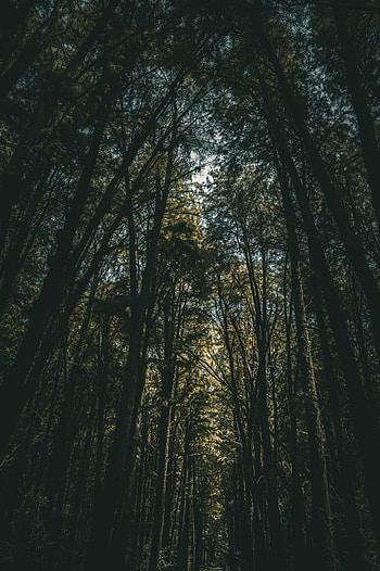 Nature, Trees, Forest, Branches, Bottom View HD phone wallpaper