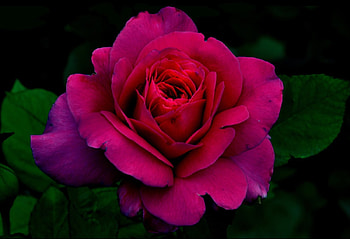 ROSE, COLOR, PETALS, LEAVES, NATURE HD wallpaper