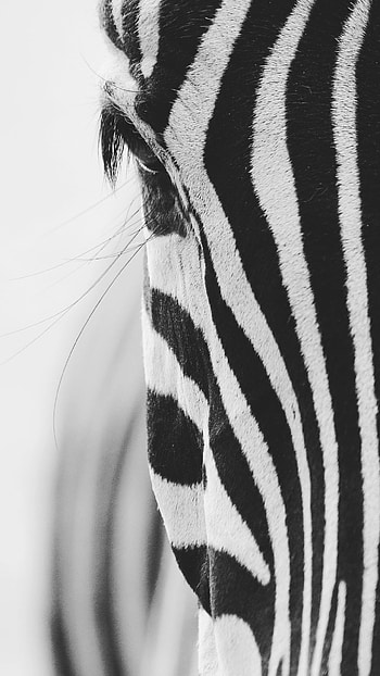 Distinctive coat, Herbivorous mammal, Plains inhabitant, Iconic African animal HD phone wallpaper
