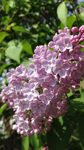 Lilac, Beautiful Flowers Tree HD phone wallpaper