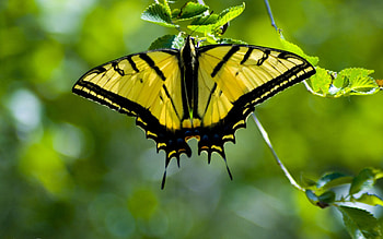 Patterns, Macro, Butterfly, Wings HD wallpaper