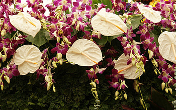 Flowers, Greens, Assorted, Anthurium HD wallpaper