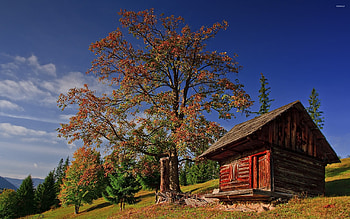Old small wooden house under an autumn tree HD wallpaper