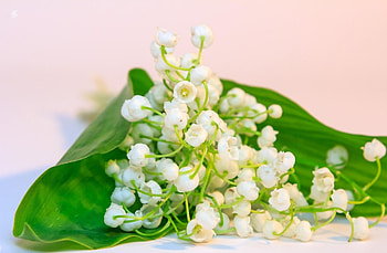 Flowers, Bluebells, Lily Of The Valley, To Lie Down, Lie, Spring, Snow White HD wallpaper