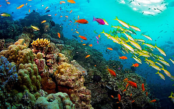 Great Barrier Reef, Coral reef paradise, Australia, Tropical marine life HD wallpaper