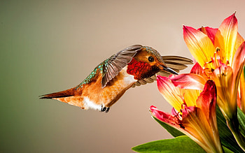 Hummingbird, Bird, Flowers, Wings, Feathers HD wallpaper