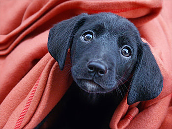 ONLY A FACE A MOTHER COULD LOVE, face, cute, closeup, adorable HD wallpaper