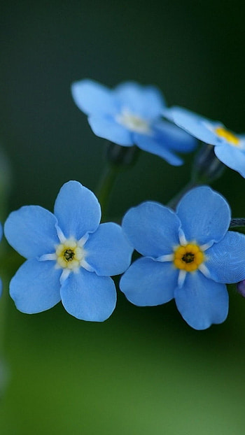 Blue Flowers, Cool Flowers HD phone wallpaper
