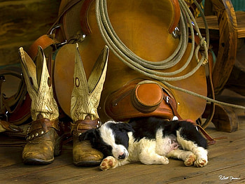 Cowboy Puppy, love four seasons, puppy, rope, animals, dogs, cowboy, boots, dogs and cats HD wallpaper