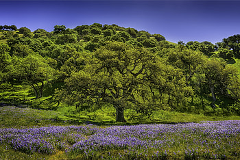 Nature, Flowers, Trees, Meadow, Lupine HD wallpaper