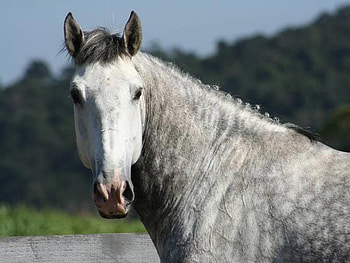 what are you looking at, horses, horse, i love horses HD wallpaper