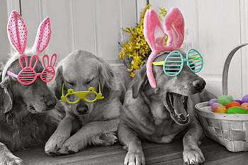 :), bunny, dog, pink, sunglasses, grey, ears, funny, easter, caine HD wallpaper