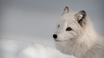 Northern Hemisphere Animal, Pet Species HD wallpaper