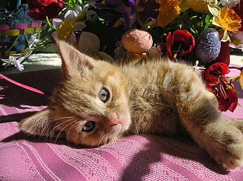 Relax near the flowers, kitten, rest, kitty, cat, flowers, relax HD wallpaper