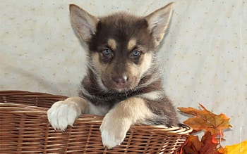 Husky Pup, dog, basket, puppy, husky, cute, adorable, Animal HD wallpaper