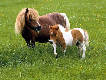 Sweet ponies, animal, horse, baby, run, nature, grass, pony HD wallpaper