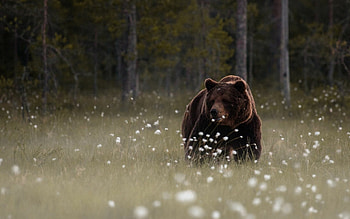 Bear, Forest dweller, Playful cubs, Furry companion HD wallpaper