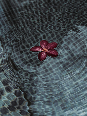 Flowers, Water, Flower, Ripples, Ripple, Petals HD phone wallpaper