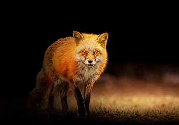 Red fox, predator, portrait HD wallpaper