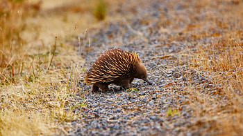 Northern Territory, Echidna sightings, Australian fauna, Breathtaking landscapes HD wallpaper