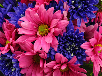 Lovely Flowers, blue, purple, pink, nature, flowers HD wallpaper
