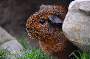 Animals, Sit, Guinea Pig, Rodent HD wallpaper