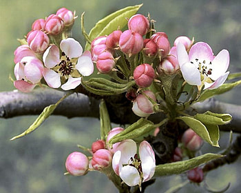 Blooming branch, white, buds, fruits, wihte, seasons, spring, tree, branch, pink, nature, flowers HD wallpaper