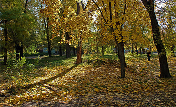 Nature, Forest, Leaf Fall, Fall, Girl, Shadows, Ukraine, Dnipropetrovsk, Dnepropetrovsk HD wallpaper