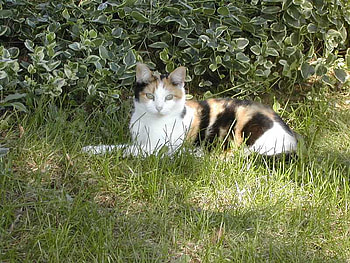 Little Lover, cats, summer, lover, yard HD wallpaper