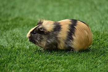 Animals, Grass, Guinea Pig, Rodent HD wallpaper