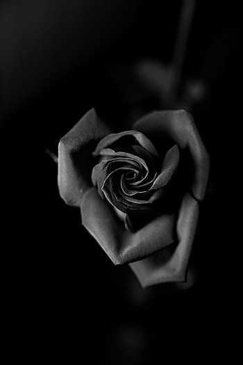 Flowers, Rose Flower, Rose, Petals, Bud, Close-Up, Bw, Chb HD phone wallpaper