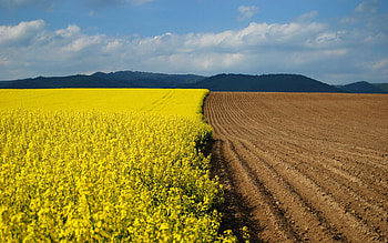 Nature, Flowers, Land, Earth, Arable Land, Border HD wallpaper