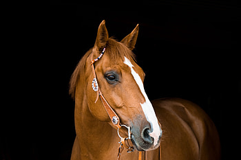 Mammal, brown, horse, portrait HD wallpaper