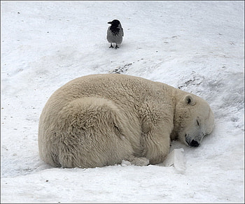 sleeping, white, bear, snow, sleep HD wallpaper