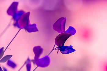 Elegant purple petals in focus with a blurred pink background, showcasing a serene floral scene. HD wallpaper