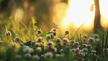 Clover & Bee, sunshine, clover, fall, grass, spring, Firefox Persona theme, summer, bee, field, light, autumn HD wallpaper