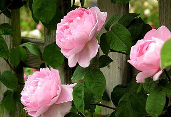 Flowers, Roses, Leaves, Pink, Drops, Fence, Freshness, Buds HD wallpaper