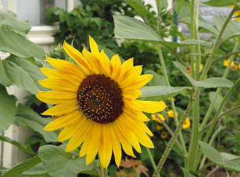Flowers, Greens, Loneliness, Sunflower, Stalk, Stem HD wallpaper