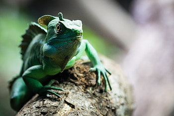 Animals, Sweetheart, Nice, Reptile, Chameleon HD wallpaper