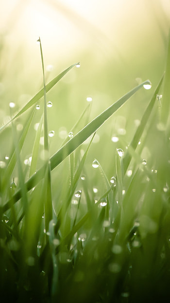 Grass , Dew drops, Sun rays, Natural radiance HD phone wallpaper