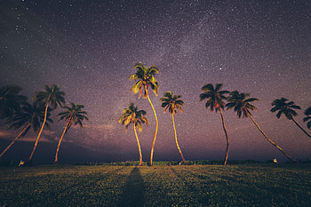Coconut Trees Under Starry Sky, trees, nature, sky HD wallpaper