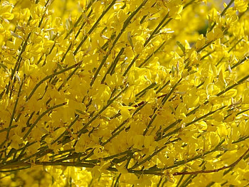 Yellow Blossoms, tree, limbs, yellow, blossoms HD wallpaper